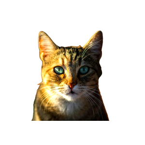 Intimate Portrait Of A Tabby Cat With Striking Green Eyes, Captured Outdoors. 12854 - Cat PNG image with transparent background
